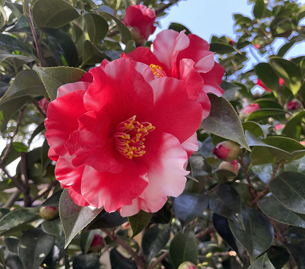 椿(ツバキ):太神楽(ダイカグラ)4号ポット