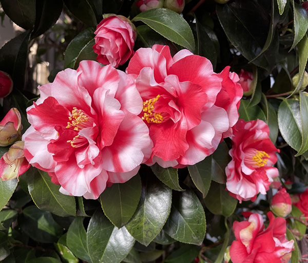 椿(ツバキ):太神楽(ダイカグラ)4号ポット