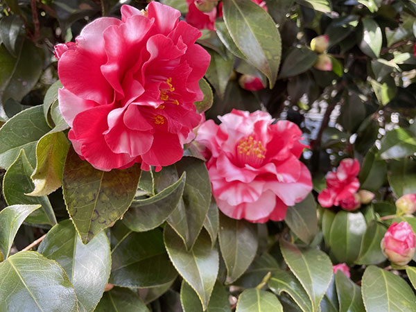 椿(ツバキ):太神楽(ダイカグラ)4号ポット