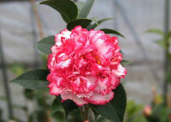 椿（ツバキ）：太神楽（ダイカグラ）4号ポット