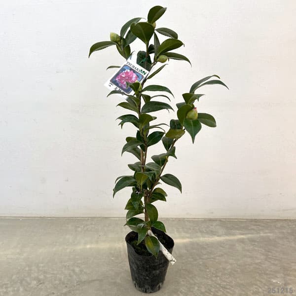 ツバキ（椿）：太神楽（ダイカグラ）4号ポット