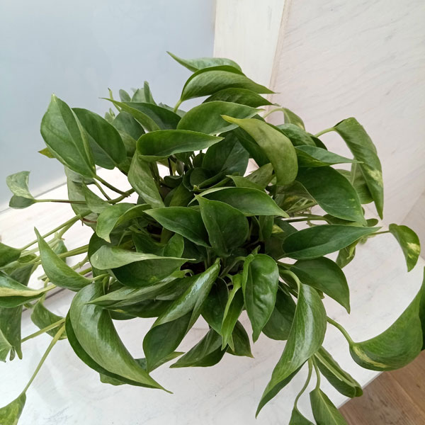 園芸ネット本店｜ポトス：テルノジャック 5号鉢植え の通販【公式】