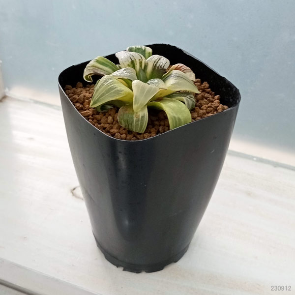 園芸ネット本店｜[ザ・ファームセレクト]ハオルチア：ISIアトロフスカ