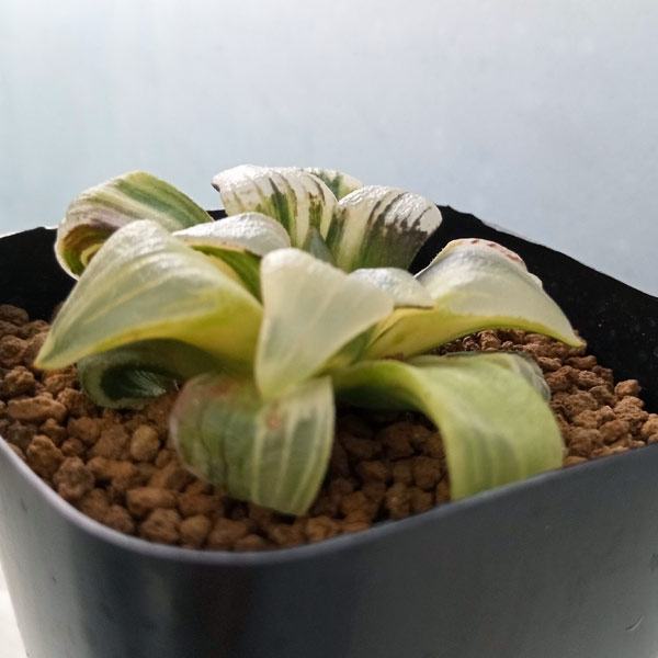 園芸ネット本店｜[ザ・ファームセレクト]ハオルチア：ISIアトロフスカ