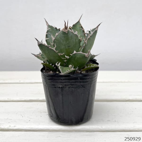 アガベ:チタノタ シーザー(凱撤) 3号鉢植え