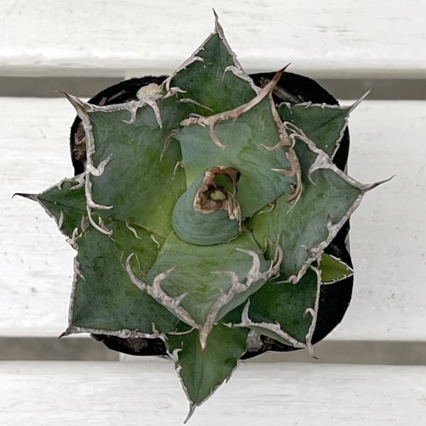 アガベ:チタノタ シーザー(凱撤) 3号鉢植え