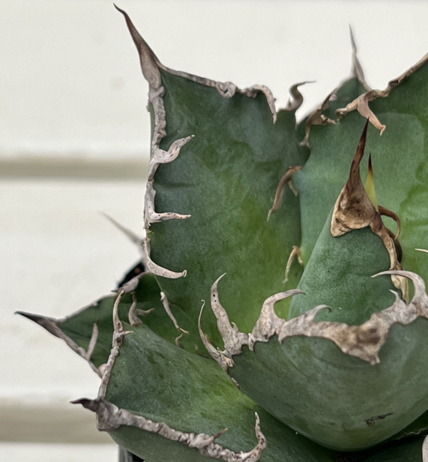 アガベ:チタノタ シーザー(凱撤) 3号鉢植え