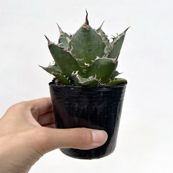 アガベ:チタノタ シーザー(凱撤) 3号鉢植え