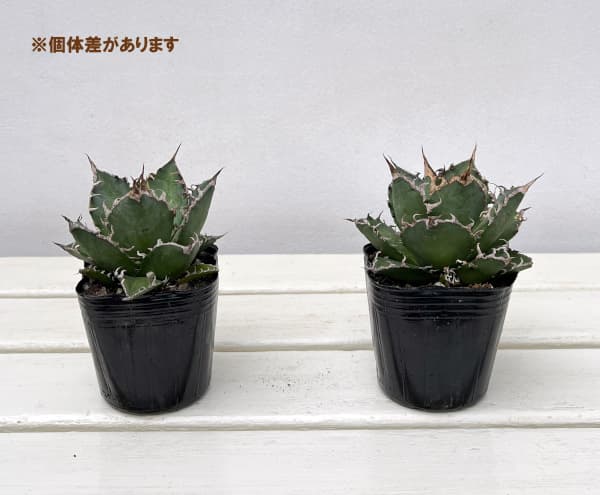 アガベ:チタノタ シーザー(凱撤) 3号鉢植え