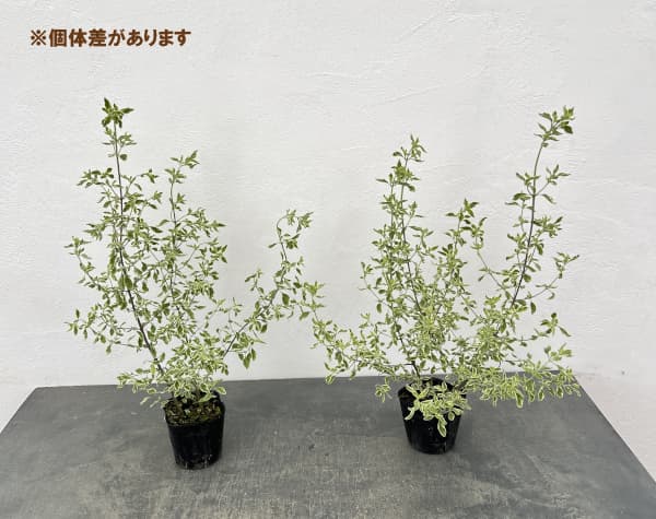 ミントブッシュ：モンシェリー3号ポット