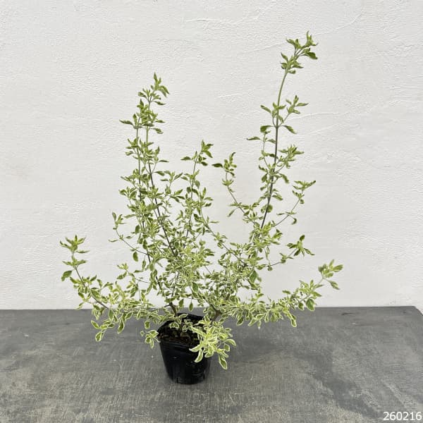 ミントブッシュ：モンシェリー3号ポット