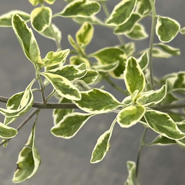 ミントブッシュ：モンシェリー3号ポット