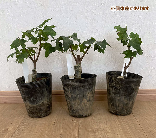 ノルウェーカエデ:プリンストンゴールド 4号ポット
