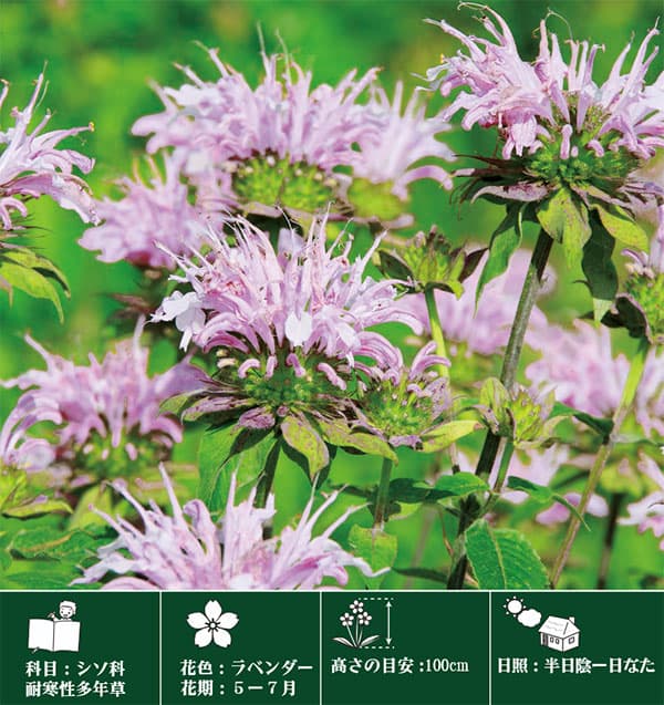 モナルダ（ベルガモット）：ディディマ　ダブルラベンダー3.5号ポット