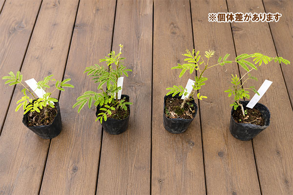 園芸ネット本店｜ネムノキ：白花 3.5号ポット の通販【公式】