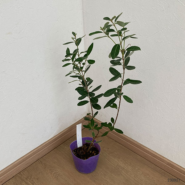 フェイジョア：コバーノ3.5号ポット