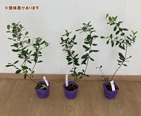 フェイジョア：コバーノ3.5号ポット