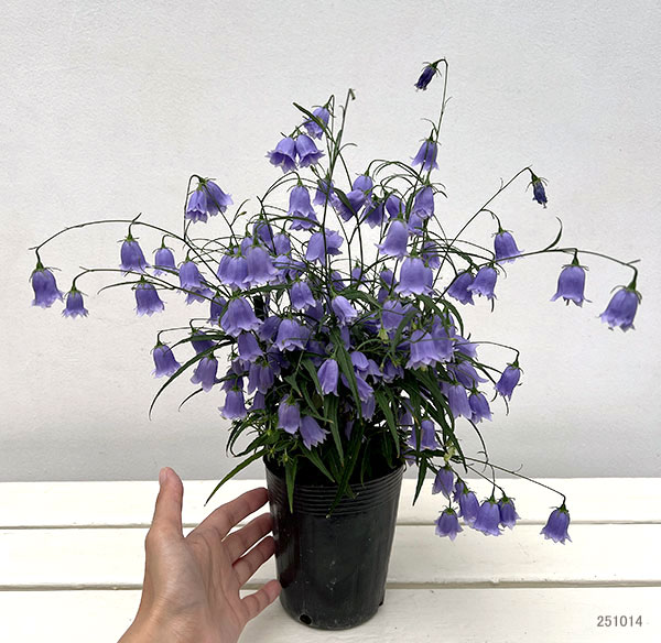 イワシャジン:八重咲ブルー3.5号ポット