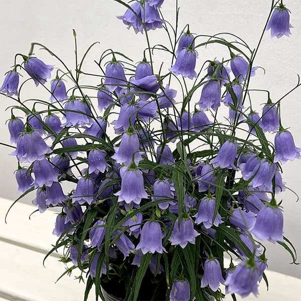 イワシャジン:八重咲ブルー3.5号ポット