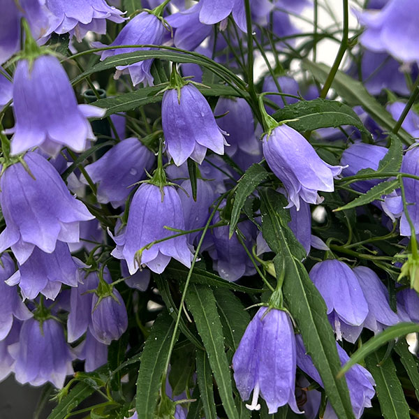 イワシャジン:八重咲ブルー3.5号ポット