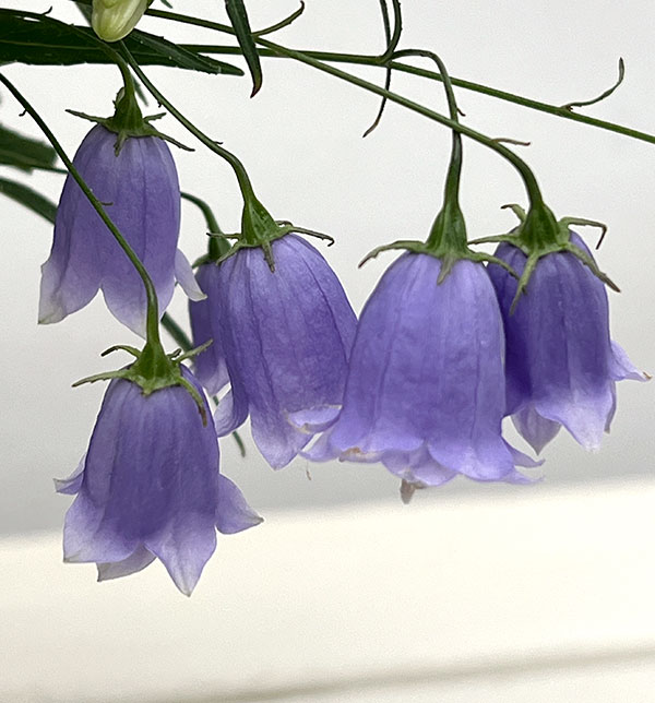 イワシャジン:八重咲ブルー3.5号ポット