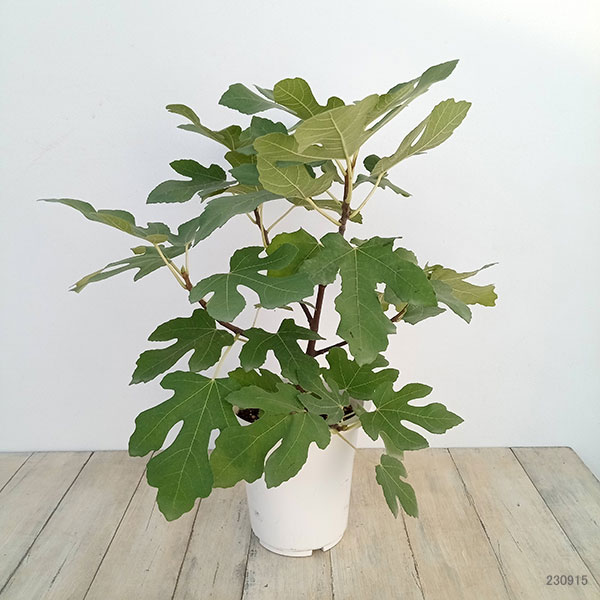 イチジク:ロイヤルビンヤード6号鉢植え