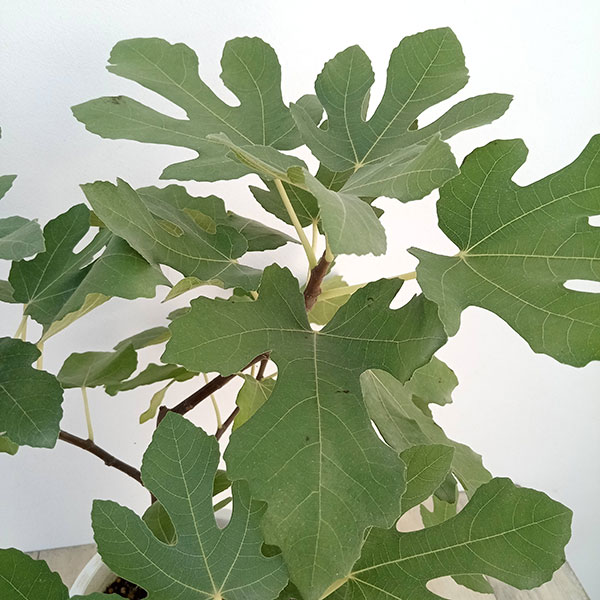 イチジク:ロイヤルビンヤード6号鉢植え