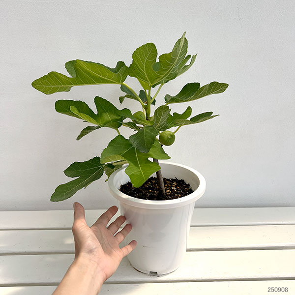イチジク:ブリジャソットグリース6号鉢植え
