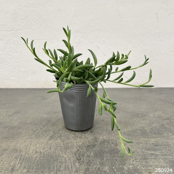 アーモンドネックレス 2.5号ポット