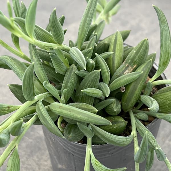 アーモンドネックレス 2.5号ポット