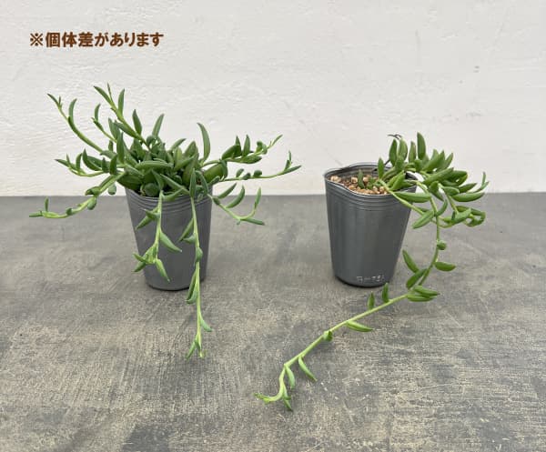 アーモンドネックレス 2.5号ポット