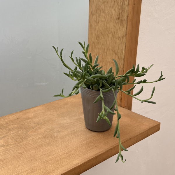 アーモンドネックレス 2.5号ポット