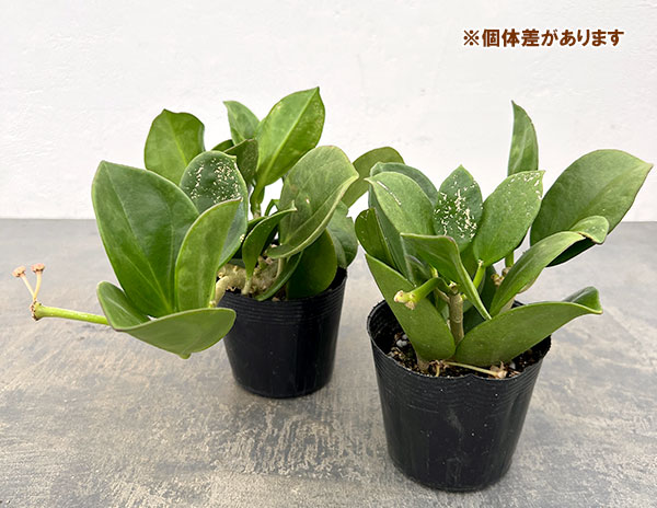 園芸ネット本店｜ホヤ：パキクラダ 3.5号ポット（花芽もしくは花座付き