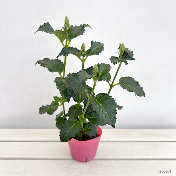 (わけあり特価)スピードリオン:ピンク3.5号鉢植え