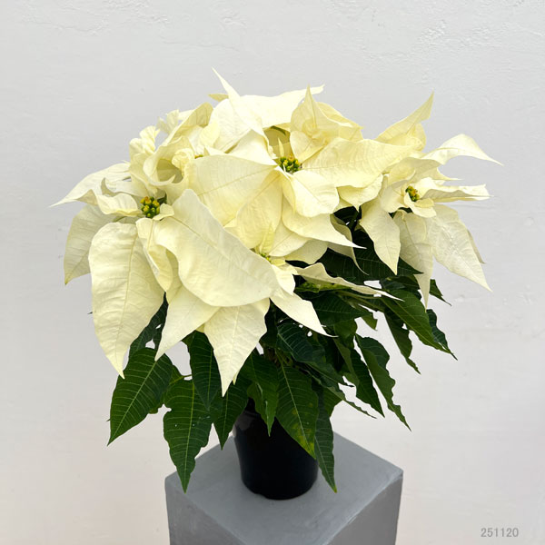 ポインセチア:フローズン5号鉢植え