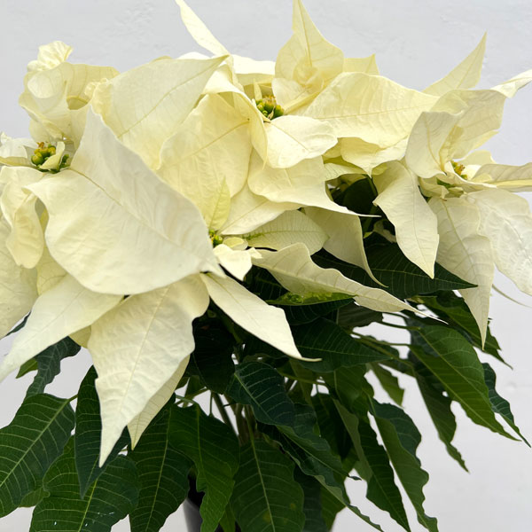 ポインセチア:フローズン5号鉢植え