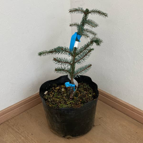 オモリカトウヒ：ブルーンズ7号ポット樹高25cm