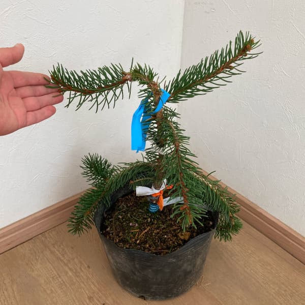 ヨーロッパトウヒ:インバーサ5号ポット