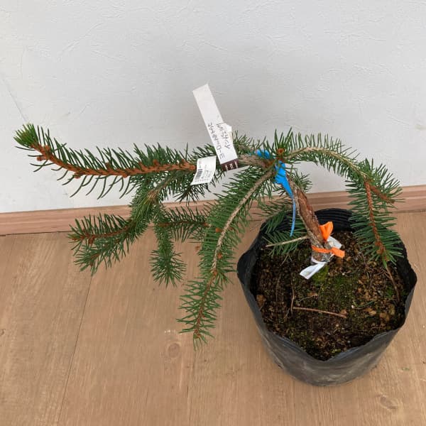 ヨーロッパトウヒ:インバーサ5号ポット