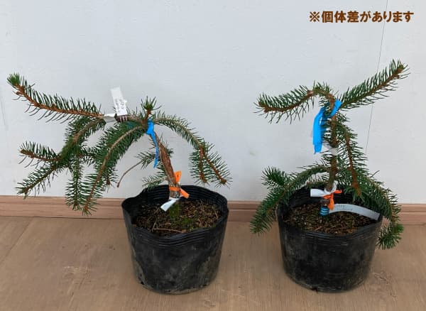 ヨーロッパトウヒ:インバーサ5号ポット