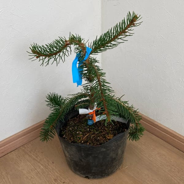 ヨーロッパトウヒ:インバーサ5号ポット