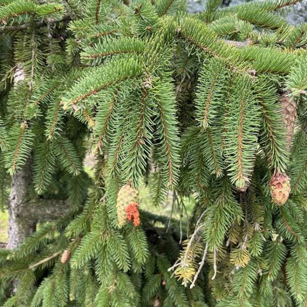 ヨーロッパトウヒ:インバーサ5号ポット