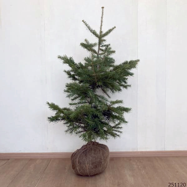 コロラドモミ樹高70cm根巻き