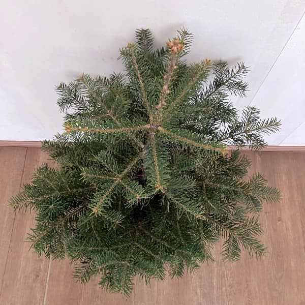 コロラドモミ樹高70cm根巻き