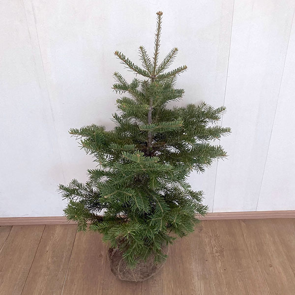 コロラドモミ樹高70cm根巻き