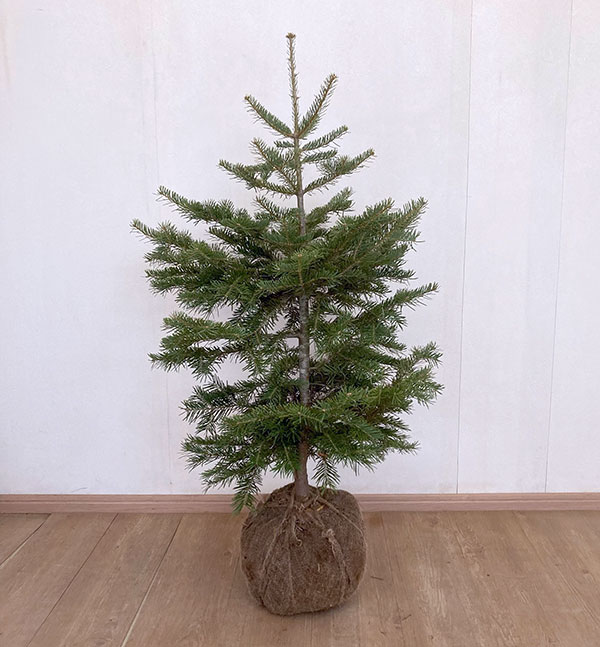 コロラドモミ樹高70cm根巻き