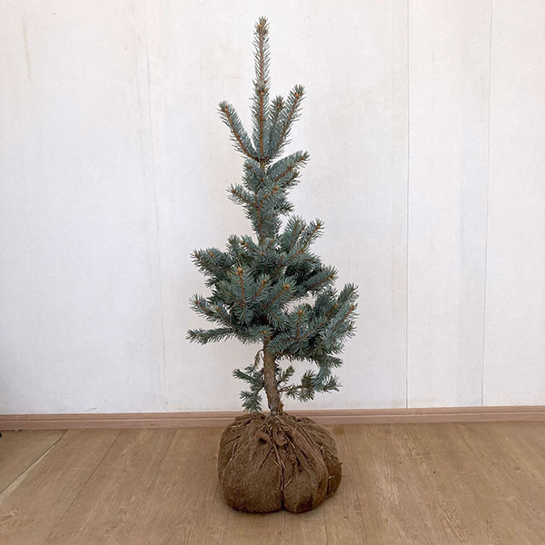 コロラドモミ樹高70cm根巻き