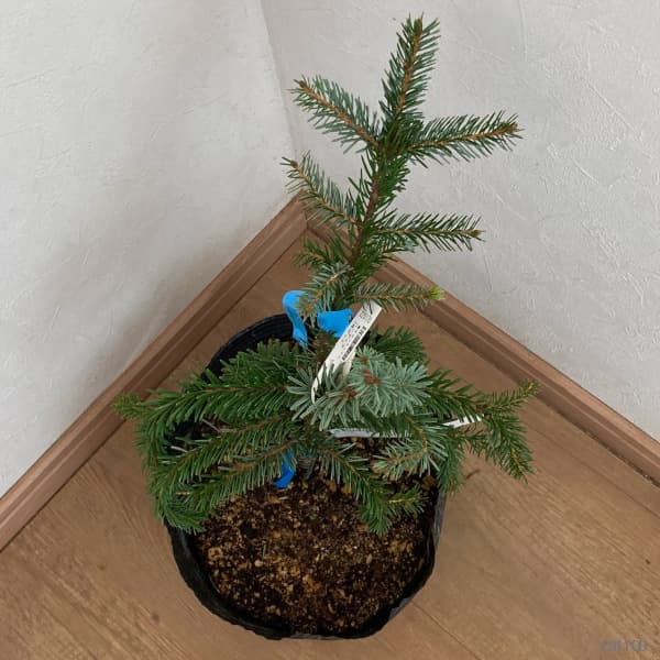 オモリカトウヒ:ペンデュラ 7号ポット