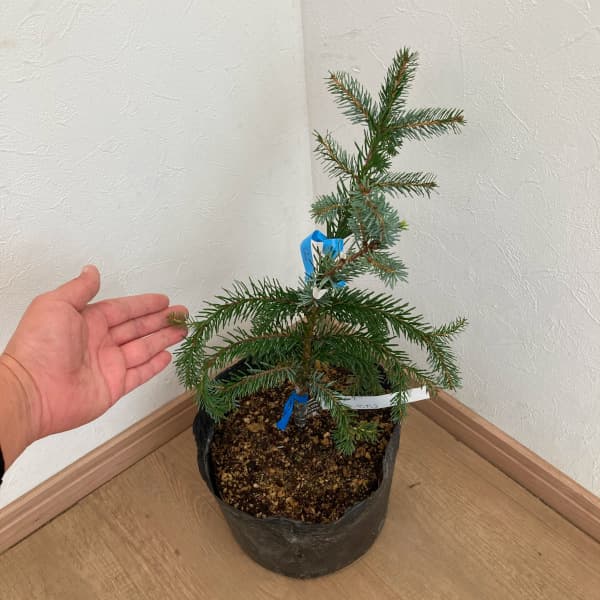 オモリカトウヒ:ペンデュラ 7号ポット