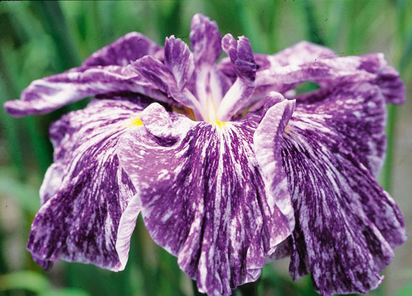 ハナショウブ(花菖蒲):昇仙峡(ショウセンキョウ)3号ポット